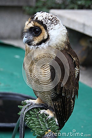 Brown allocco - trix leptogrammica order: Strigiformes, family: Strigidae Stock Photo