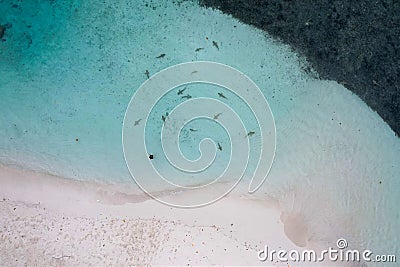 A portrait of young tourist woman standing among reef sharks. Stock Photo