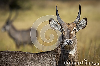Portrait of a young water buck looking at camera in Khwai River in Botswana Stock Photo