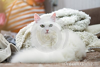 Portrait of a young white cat looking straight into the camera. He is laying on the couch Stock Photo