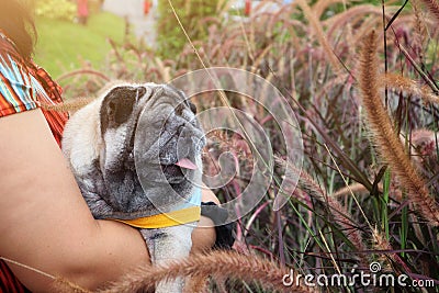 Portrait, young woman, Asian, holding a dog, Pug, funny, travel, nature, beautiful grass, holiday travel concept Stock Photo