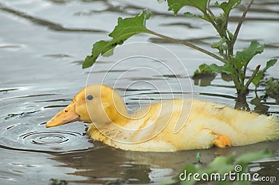 Portrait of a young yellow duckling, swimming in the lake water. Duck in a pond and circles from a drop on the water Stock Photo