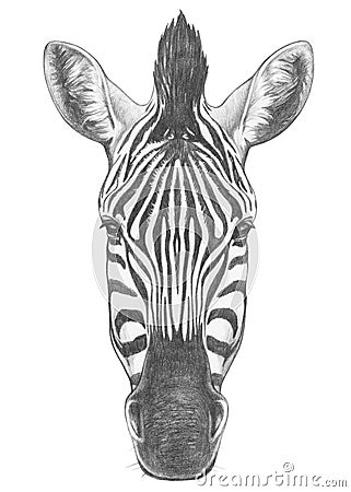 Portrait of Zebra. Cartoon Illustration