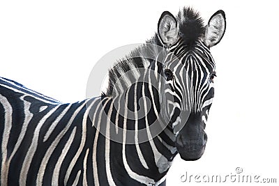 Portrait zebra Stock Photo