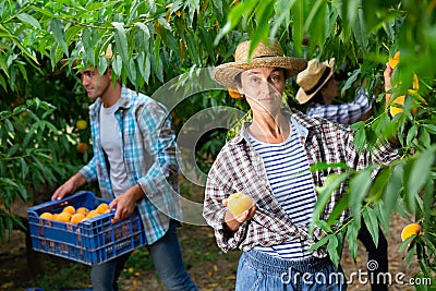 Portraite of positive woman harvests ripe peaches in orchard Stock Photo