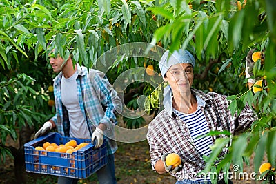 Portraite of positive woman harvests ripe peaches in orchard Stock Photo