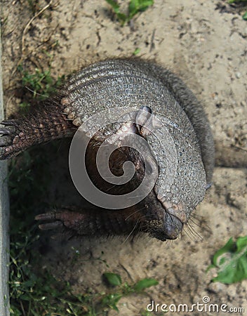 Portraits of animals - an armandillo at a ZOO Stock Photo