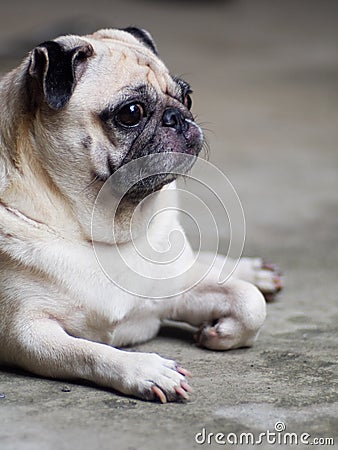 Portraits photo of a lovely white fat cute pug dog Stock Photo