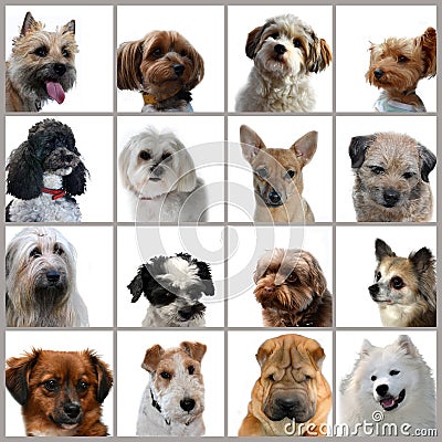 Portraits of sixteen dogs, collage Stock Photo