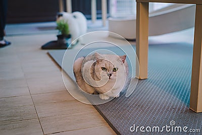 A portraiture of a cat in the cafe with soft light and soft focus. Relax and comfort Stock Photo