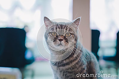 A portraiture of a cat in the cafe with soft light and soft focus. Relax and comfort Stock Photo