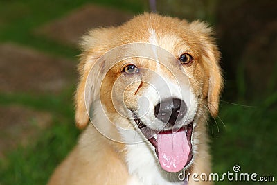 Portraiture of Purebred Retriever dog Stock Photo