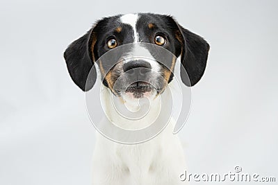 Portrate funny puppy dog with concentrate face expression. Isolated on gray background Stock Photo