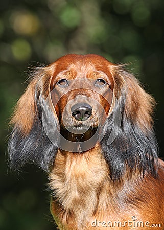 Portrate of red dog Stock Photo