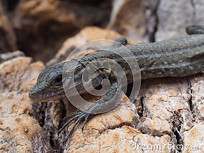 Portrate of a small lizard Stock Photo