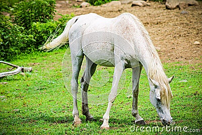 Portraying horse eating in Springfield MA Stock Photo