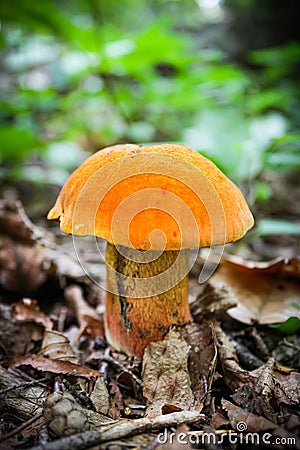 Portraying a mushroom in the bush of Springfield MA Stock Photo
