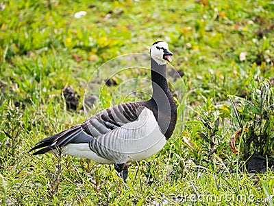 Portret of adult barnacle goose, Branta leucopsis, honking with Stock Photo