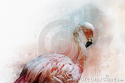 Portret of a Flamingo, watercolor painting. Red flamingo Phoenicopterus ruber, zoological illustration, hand drawing Cartoon Illustration