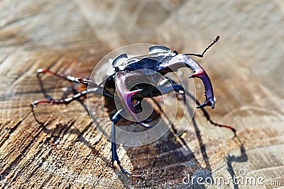 A portret of a male European stag beetle Lucanus cervus Stock Photo