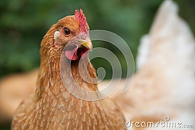 Portret of pale yelow free-range chicken on an organic farm. Organic farm. Close up Stock Photo