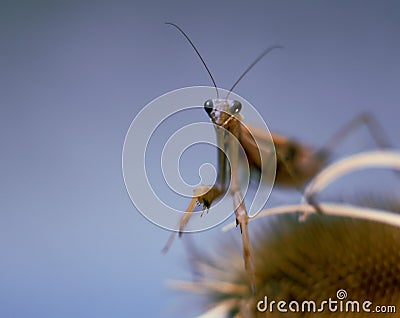 Portrait of Praying mantis on a dry plants. Colored, full frame Stock Photo