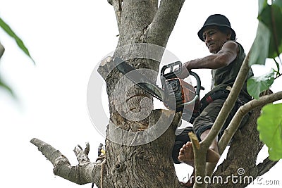 Portrait of arborist holds on the tree with hand saw with clear sky background Stock Photo