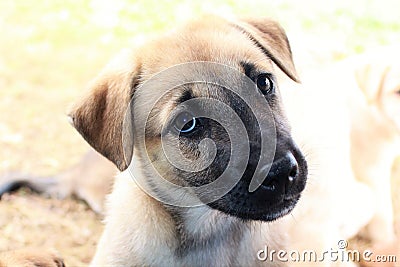 Portriat of a cute brown puppy with a black muzzle Stock Photo