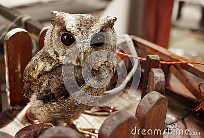 Portriat of little brown owl, cute animal Stock Photo