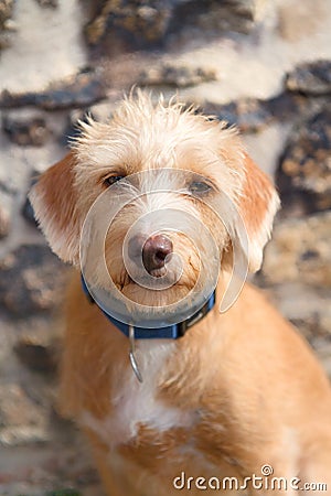 Portriat little cross breed dog Stock Photo