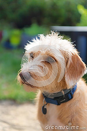 Portriat little cross breed dog Stock Photo