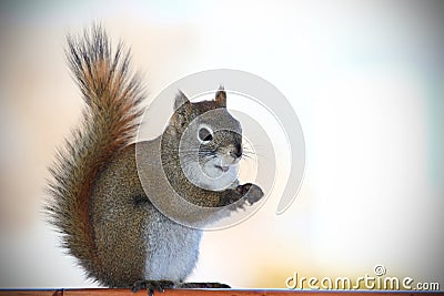 Portriat of a Squirrel Stock Photo