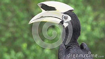 Porträt von orientalischen gescheckten Hornbill Anthracoceros-albirostris Gefährdeter endemischer Borneo-Vogel stock footage Porträt von orientalischen gescheckten Hornbill Anthracoceros-albirostris Gefährdeter endemischer Borneo-Vogel stock footage
