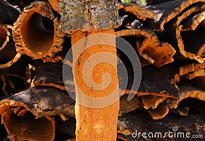 Portugal, Alentejo Region. Newly harvested cork oak. Quercus suber. Stock Photo