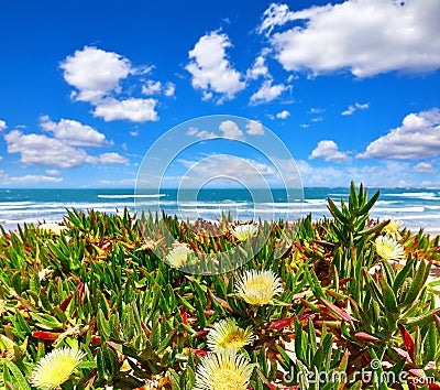 Portugal. Beach at coast Atlantic Ocean. Flower Stock Photo