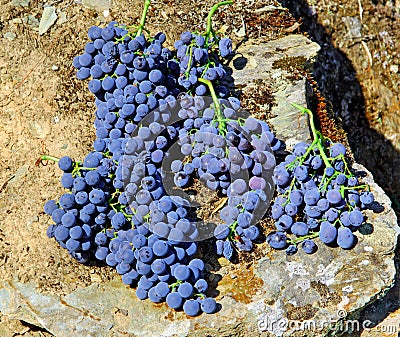 Portugal, Douro; harvested Grappe Stock Photo
