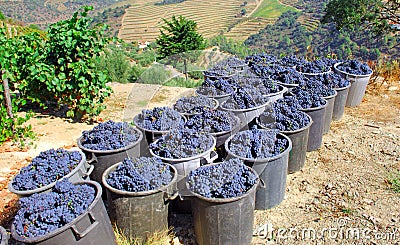 Portugal, Douro valley: Grapes Stock Photo