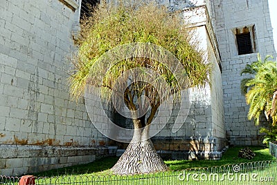 Portugal, Lisbon, 3 Largo dos Jeronimos, lone tree near the Jeronimos Monastery (Mosteiro dos Jeronimos) building Stock Photo
