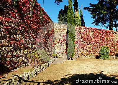 Portugal, Sintra, R. Barbosa du Bocage 16, stone fence covered with ivy Stock Photo