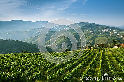 Portugal. Top view of the vineyards are on a hills. Stock Photo