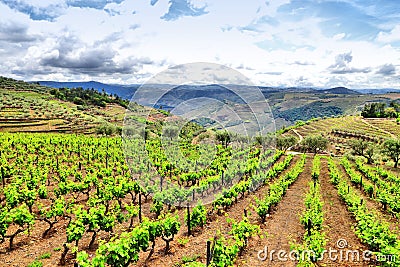 Portugal vineyard landscape Stock Photo