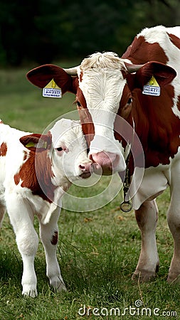 Portuguese calf nuzzles affectionately under mother cows watchful gaze Stock Photo