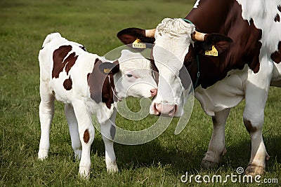 Portuguese calf nuzzles affectionately under mother cows watchful gaze Stock Photo