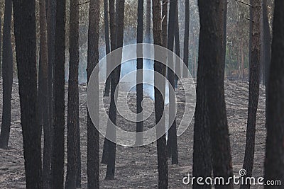 Portuguese forest burning Editorial Stock Photo