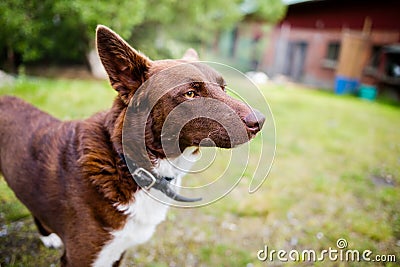 Portuguese Podengo grande with smooth coat Stock Photo