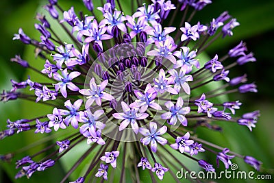 Portuguese Squill, detail Stock Photo