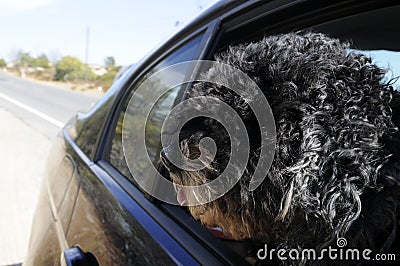 Dog with Black Curly Fur, Portuguese Water Dog, Car Open Window, Holidays Stock Photo