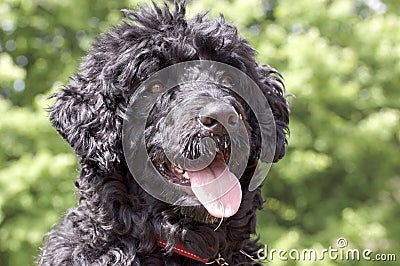 Portuguese Water Dog - Close up Head Shot Stock Photo