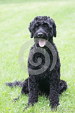 Portuguese water dog portrait Stock Photo