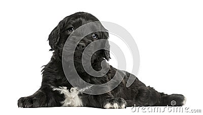 Portuguese Water Dog (6 weeks old) Stock Photo